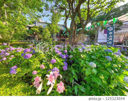 東京白山　あじさいの名所・白山神社 125123034