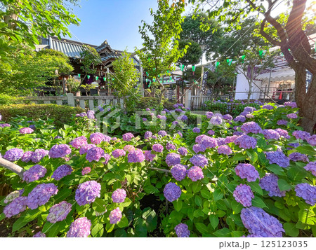 東京白山　あじさいの名所・白山神社 125123035