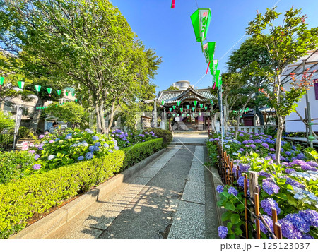 東京白山　あじさいの名所・白山神社 125123037
