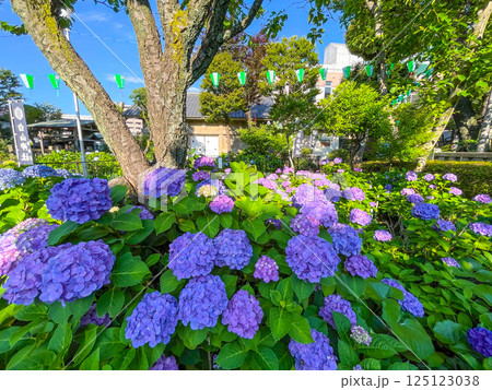 東京白山 あじさいの名所・白山神社 東京白山 あじさいの名所・白山神社 125123038
