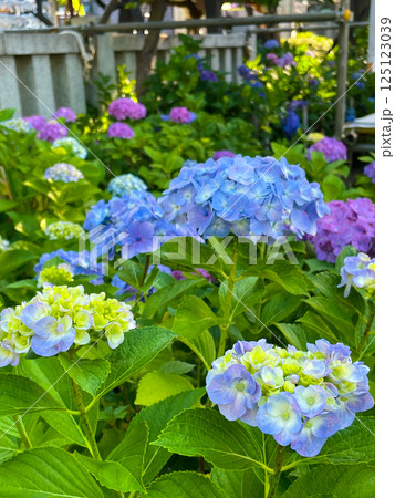 東京白山 あじさいの名所・白山神社 東京白山 あじさいの名所・白山神社 125123039