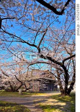 《愛知県》名古屋能楽堂と満開の桜 125123180