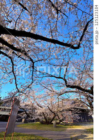 《愛知県》名古屋能楽堂と満開の桜 125123184