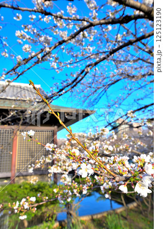 《愛知県》名古屋能楽堂と満開の桜 《愛知県》名古屋能楽堂と満開の桜 125123190