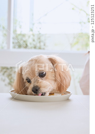 飼い主と一緒に食事を楽しむ犬 125123251