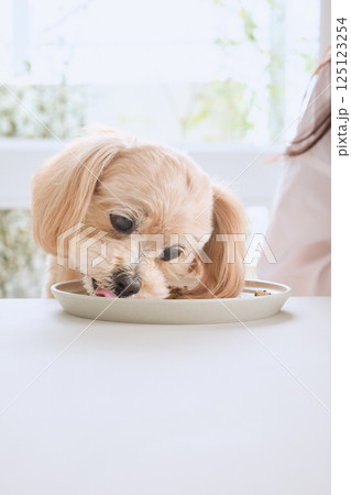 飼い主と一緒に食事を楽しむ犬 125123254