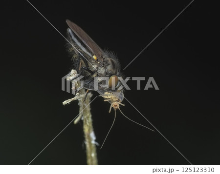 ムシヒキアブの仲間 ムシヒキアブの仲間 125123310