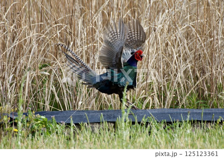 キジ pheasant / Japan 125123361