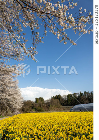 春の岩井親水公園 群馬県東吾妻町 春の岩井親水公園 群馬県東吾妻町 125123379