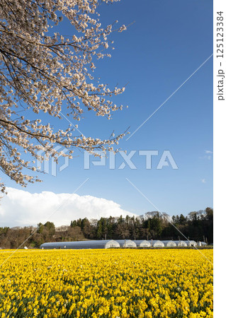 春の岩井親水公園 群馬県東吾妻町 春の岩井親水公園 群馬県東吾妻町 125123384
