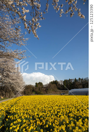 春の岩井親水公園 群馬県東吾妻町 春の岩井親水公園 群馬県東吾妻町 125123390