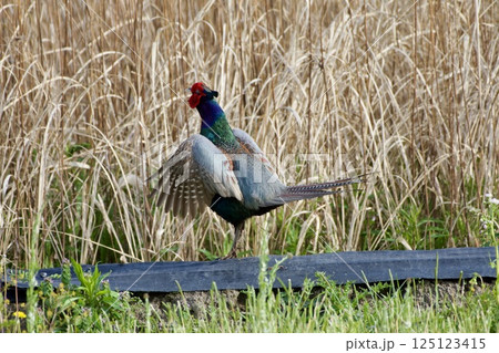 キジ pheasant / Japan キジ pheasant / Japan 125123415