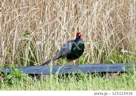 キジ pheasant / Japan 125123416