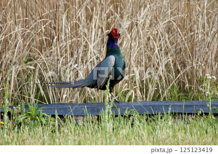 キジ pheasant / Japan 125123419