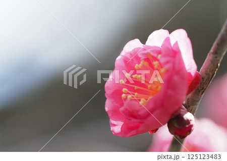 咲き始めの梅の花のアップ 咲き始めの梅の花のアップ 125123483