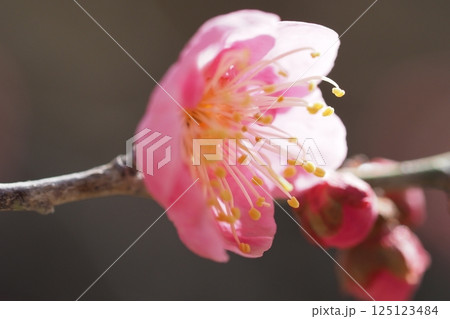咲き始めの梅の花のアップ 125123484