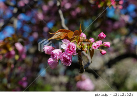 つぼみの八重桜・里桜 つぼみの八重桜・里桜 125123528