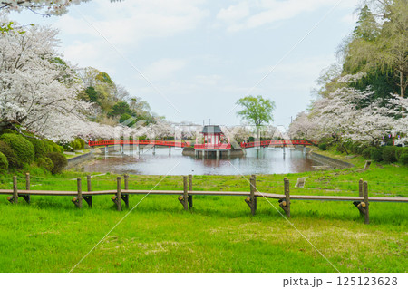 【千葉県茂原市】春の茂原公園(弁天湖)と桜 【千葉県茂原市】春の茂原公園(弁天湖)と桜 125123628