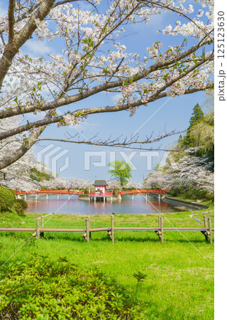 【千葉県茂原市】春の茂原公園(弁天湖)と桜 【千葉県茂原市】春の茂原公園(弁天湖)と桜 125123630