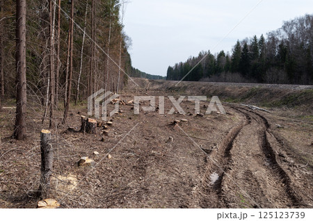Dirt road in the forest 125123739