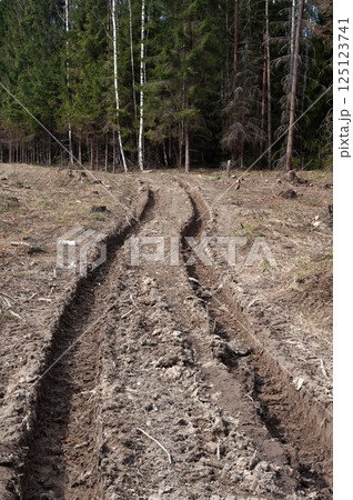 Dirt road in the forest 125123741
