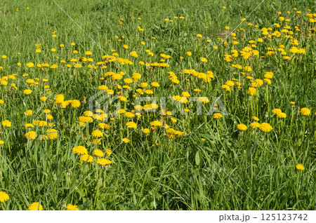 Yellow dandelions among green grass 125123742