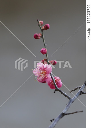 咲き始めたばかりの梅の花のアップ 125123792