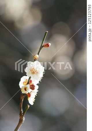 咲き始めたばかりの梅の花のアップ 125123793