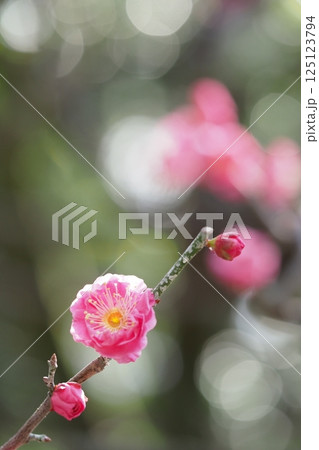 咲き始めたばかりの梅の花のアップ 125123794
