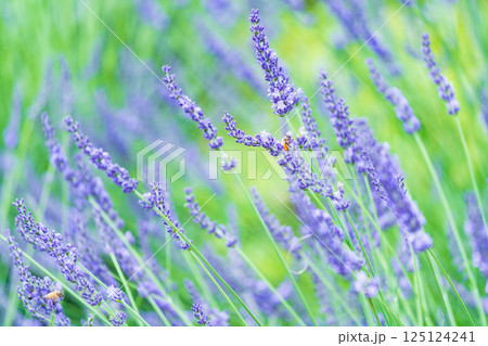 公園に咲くラベンダーの風景 125124241