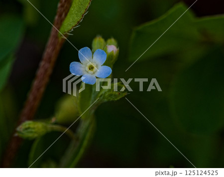 淡い青紫色の小さな花 ムラサキ科キュウリグサの開花 淡い青紫色の小さな花 ムラサキ科キュウリグサの開花 125124525