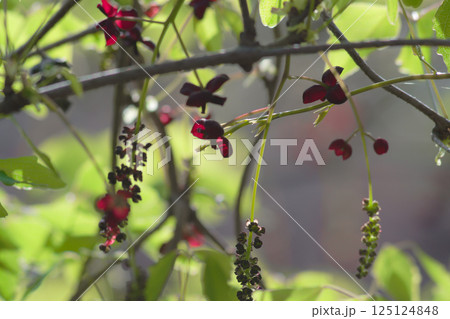 アケビ科の落葉性つる植物 ミツバアケビの雄花と雌花 125124848