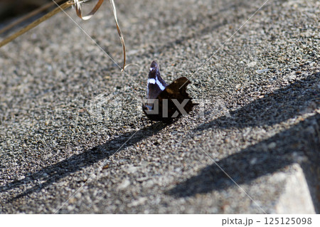 成虫越冬する蝶 タテハチョウ科ルリタテハ 125125098