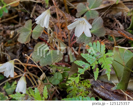 春の山野草 カタバミ科ミヤマカタバミの白い花 春の山野草 カタバミ科ミヤマカタバミの白い花 125125357