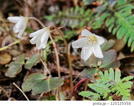 春の山野草  カタバミ科ミヤマカタバミの白い花 125125358