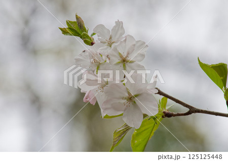 日本固有種 サクラ属の基本野生種 バラ科オオシマザクラの開花 日本固有種 サクラ属の基本野生種 バラ科オオシマザクラの開花 125125448