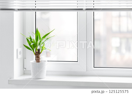 A potted yucca plant on a windowsill. The window is covered with white blinds, and the view outside on sity A potted yucca plant on a windowsill. The window is covered with white blinds, and the view outside on sity 125125575
