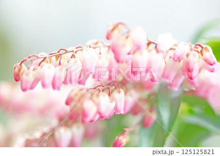 家の周りの草花 四季の色々 早春の木漏れ日に照らされて美しい馬酔木の花が咲きました 家の周りの草花 四季の色々 早春の木漏れ日に照らされて美しい馬酔木の花が咲きました 125125821