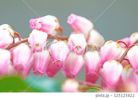 家の周りの草花 四季の色々 早春の木漏れ日に照らされて美しい馬酔木の花が咲きました 家の周りの草花 四季の色々 早春の木漏れ日に照らされて美しい馬酔木の花が咲きました 125125822