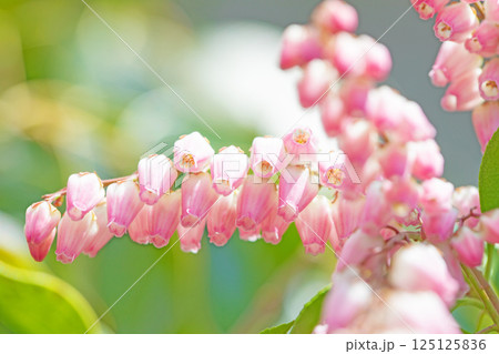 家の周りの草花　四季の色々　早春の木漏れ日に照らされて美しい馬酔木の花が咲きました 125125836
