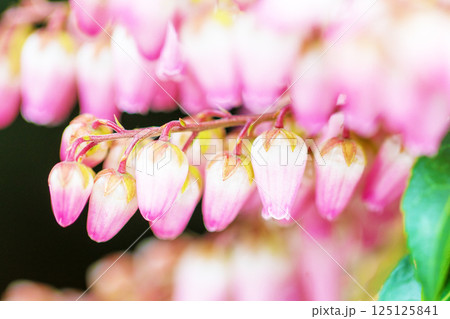 家の周りの草花　四季の色々　早春の木漏れ日に照らされて美しい馬酔木の花が咲きました 125125841