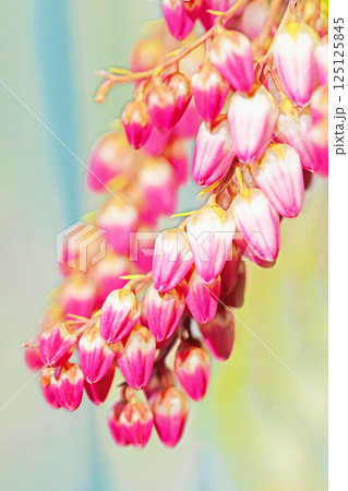 家の周りの草花　四季の色々　早春の木漏れ日に照らされて美しい馬酔木の花が咲きました 125125845