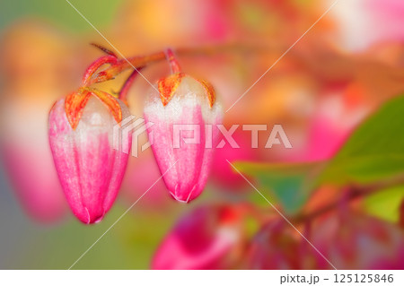 家の周りの草花　四季の色々　早春の木漏れ日に照らされて美しい馬酔木の花が咲きました 125125846