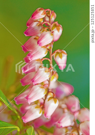 家の周りの草花 四季の色々 早春の木漏れ日に照らされて美しい馬酔木の花が咲きました 家の周りの草花 四季の色々 早春の木漏れ日に照らされて美しい馬酔木の花が咲きました 125125851