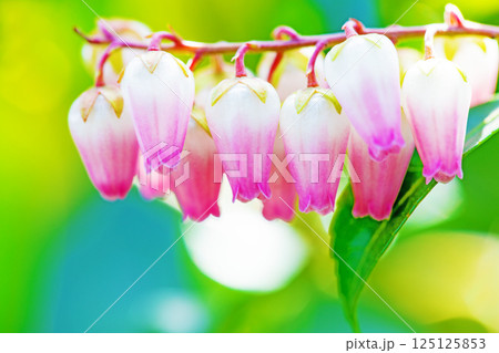 家の周りの草花 四季の色々 早春の木漏れ日に照らされて美しい馬酔木の花が咲きました 家の周りの草花 四季の色々 早春の木漏れ日に照らされて美しい馬酔木の花が咲きました 125125853