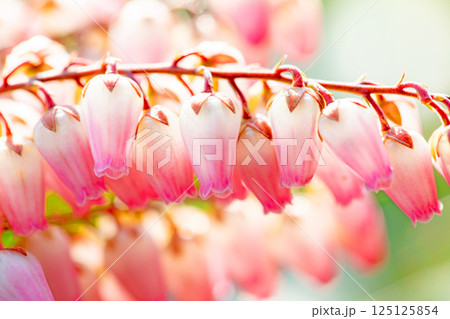 家の周りの草花　四季の色々　早春の木漏れ日に照らされて美しい馬酔木の花が咲きました 125125854