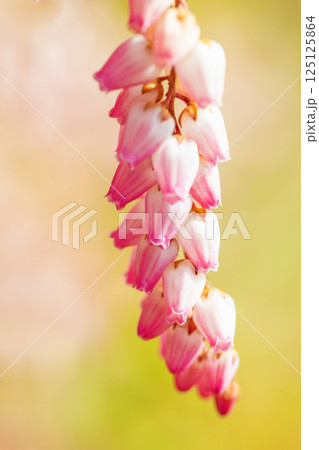 家の周りの草花 四季の色々 早春の木漏れ日に照らされて美しい馬酔木の花が咲きました 家の周りの草花 四季の色々 早春の木漏れ日に照らされて美しい馬酔木の花が咲きました 125125864