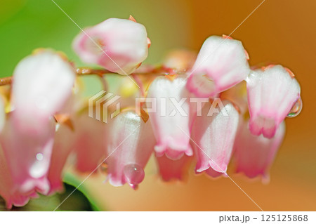 家の周りの草花 四季の色々 早春の木漏れ日に照らされて美しい馬酔木の花が咲きました 家の周りの草花 四季の色々 早春の木漏れ日に照らされて美しい馬酔木の花が咲きました 125125868