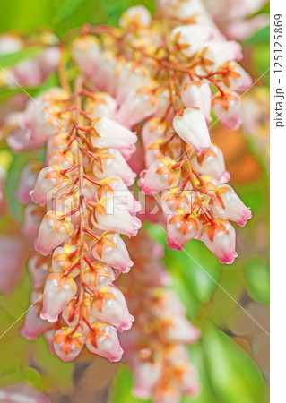 家の周りの草花 四季の色々 早春の木漏れ日に照らされて美しい馬酔木の花が咲きました 家の周りの草花 四季の色々 早春の木漏れ日に照らされて美しい馬酔木の花が咲きました 125125869