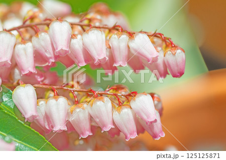 家の周りの草花 四季の色々 早春の木漏れ日に照らされて美しい馬酔木の花が咲きました 家の周りの草花 四季の色々 早春の木漏れ日に照らされて美しい馬酔木の花が咲きました 125125871